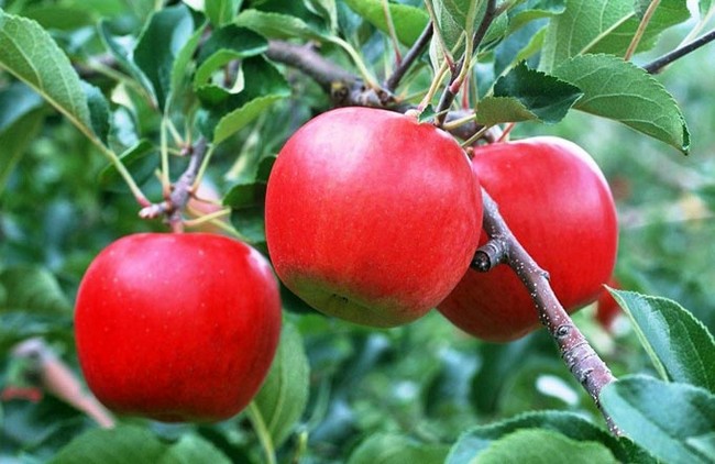 Подкормка яблонь летом