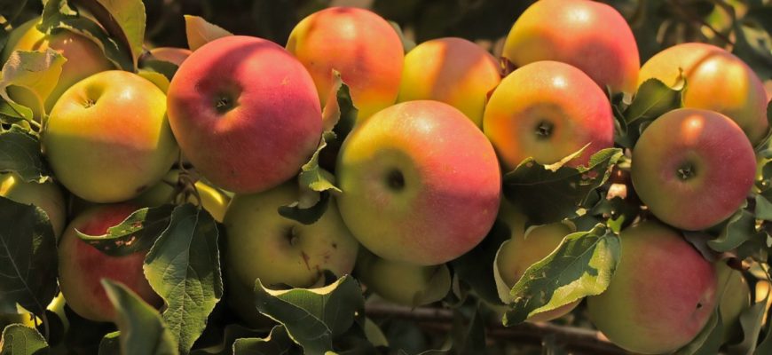 Подкормка яблонь летом