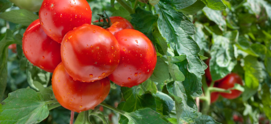 Подкормка томатов борной кислотой и йодом