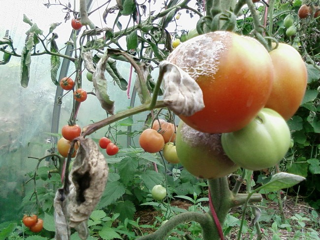 Фитофтора на помидорах в теплице как бороться