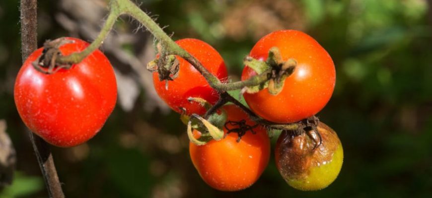 Фитофтора на помидорах в теплице как бороться