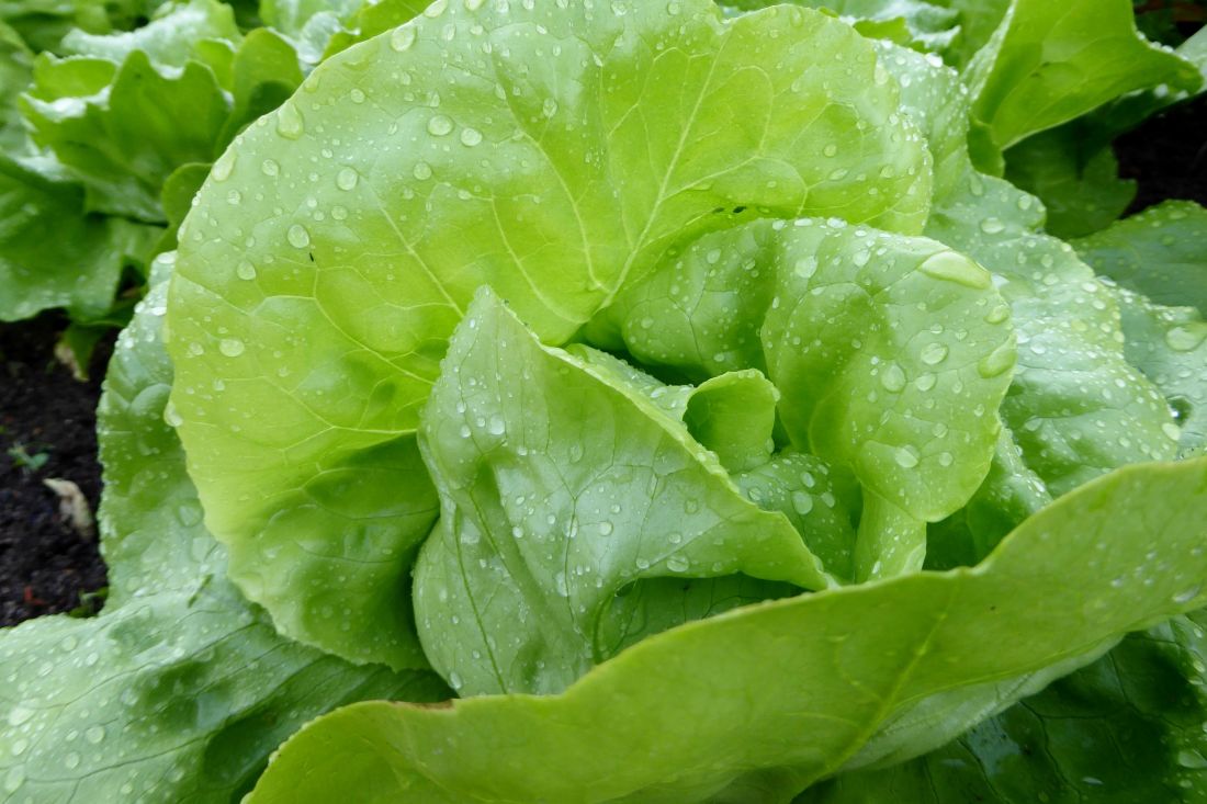 Салат листовой Green Vitamin