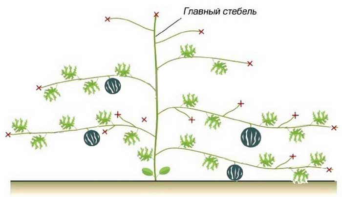 Схема формирования дыни в открытом грунте