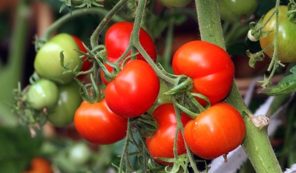 Чем подкормить помидоры во время плодоношения?