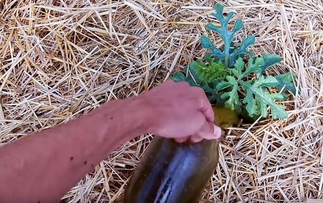 Чем подкармливать арбузы в открытом грунте