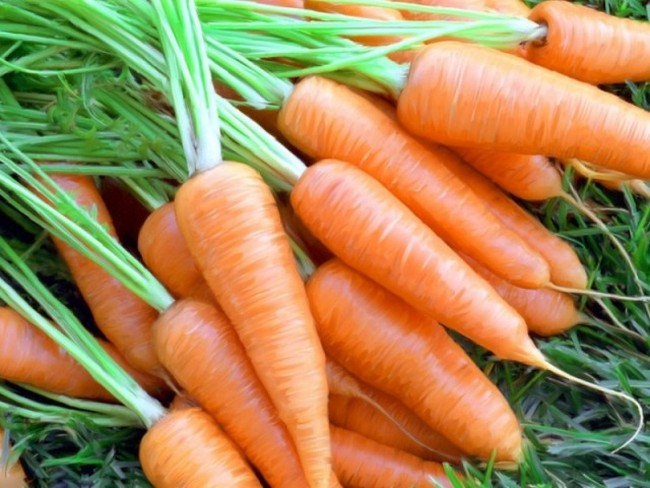 Когда убирать морковь с грядки на хранение в 2019 году