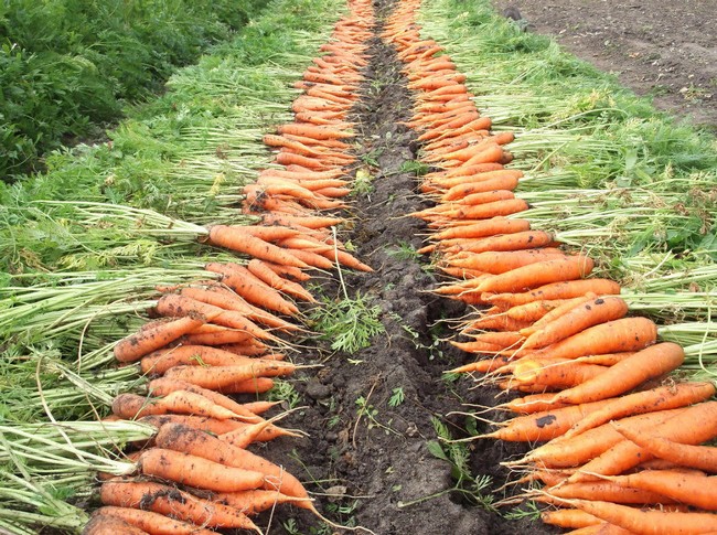 Когда убирать морковь с грядки на хранение в 2019 году