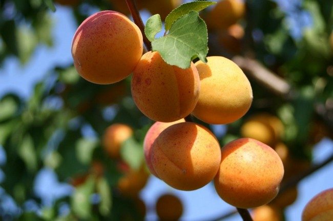 Обрезка абрикоса осенью схема для начинающих