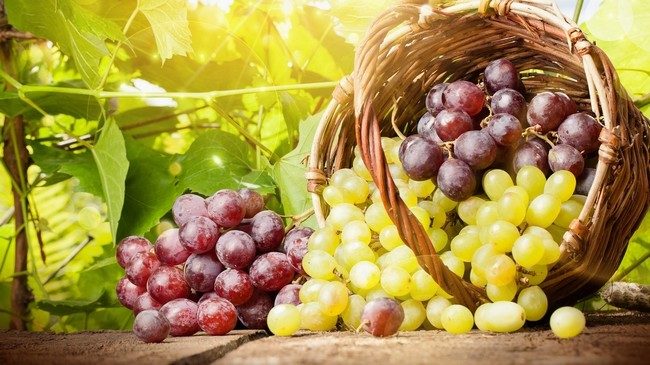 Обрезка винограда осенью 1 2 3 года схема
