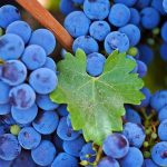 Обрезка винограда осенью 1 2 3 года схема