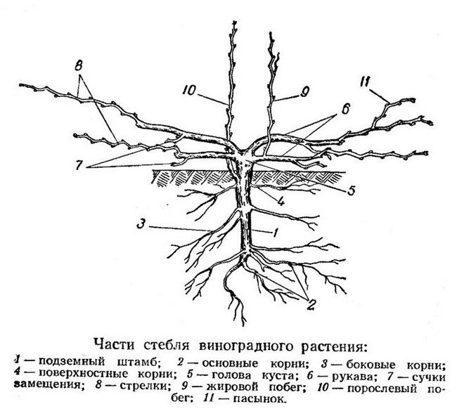 Схема строения винограда