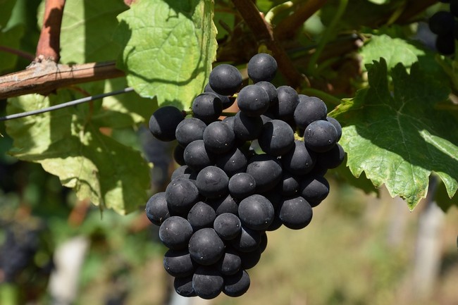 Как подготовить виноград к зимовке в Средней полосе