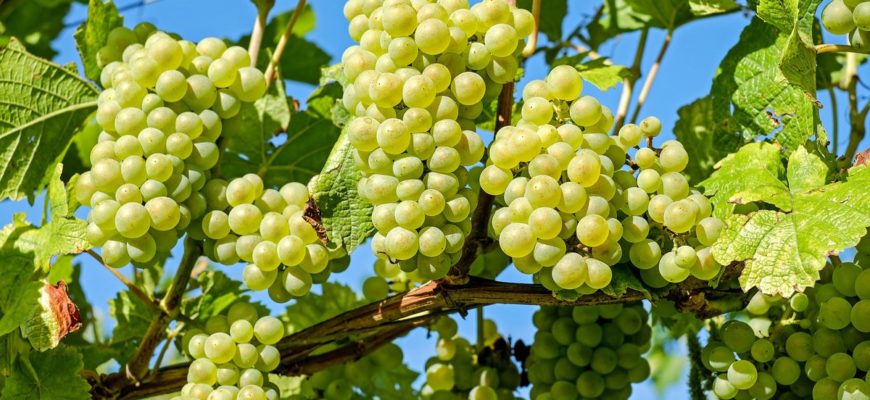 Как подготовить виноград к зимовке в Средней полосе