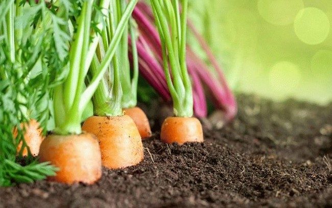 Морковь посадка и уход в открытом грунте весной по лунному календарю